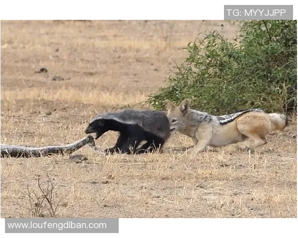 深盘对决巴西智利激战在即谁能笑到最后